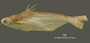 Pangasius tubbi FMNH 68047 holo lat